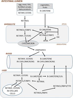 Vitamin A – discovery, metabolism, receptor signaling and effects on bone mass and fracture susceptibility